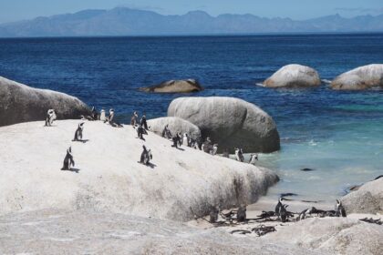 Sør-Afrika: En Fascinerende Reisemål med Uendelige Muligheter